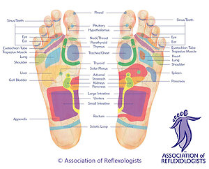 Reflexology. Reflexologyfootmap